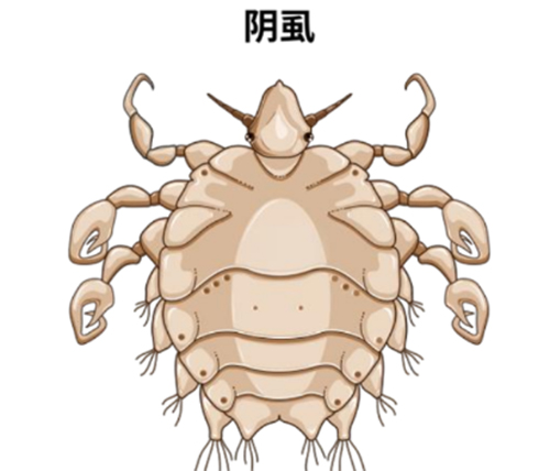 <b>男人阴虱什么症状</b>